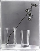 jeff cowen nature morte 81 x