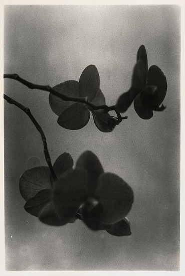 Jeff Cowen, Nature morte 6, numbered 1 of an edition of 6
2011, Gelatine silver print, "virage au cafÃ©"